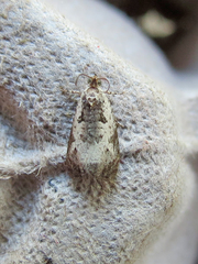 Olethreutes malana
