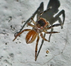 Euophrys