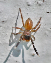 Euophrys