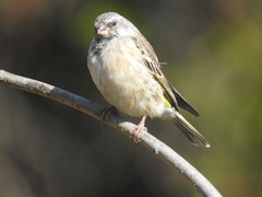 Crithagra atrogularis atrogularis