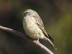 Crithagra atrogularis atrogularis