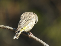 Crithagra atrogularis atrogularis