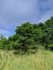 Robinia pseudoacacia