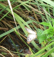 Anartia jatrophae