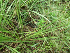 Anartia jatrophae