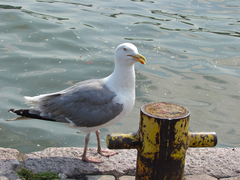 Larus argentatus