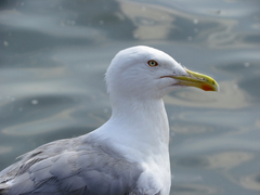 Larus argentatus