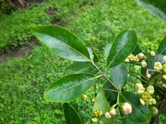 Euonymus grandiflorus