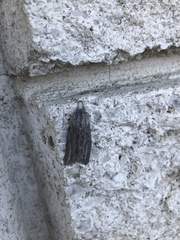 Acronicta lanceolaria