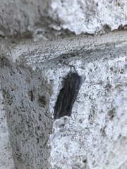 Acronicta lanceolaria