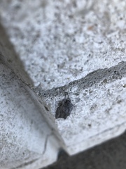 Acronicta lanceolaria