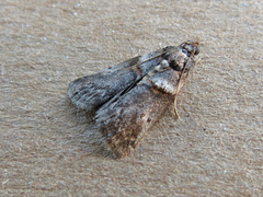 Acrobasis caryae
