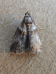 Acrobasis caryae