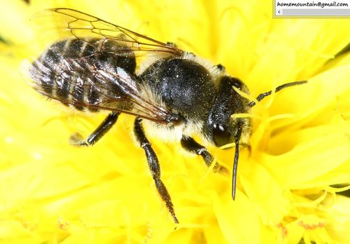 Megachile melanura