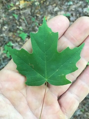 Acer leucoderme