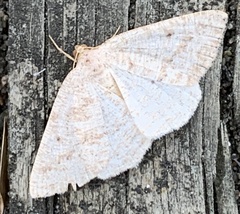 Petrophora subaequaria