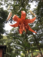 Lilium lancifolium