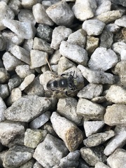 Anthophora quadrimaculata