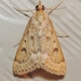 Garden Webworm Moth - Photo (c) Royal Tyler, some rights reserved (CC BY-NC-SA), uploaded by Royal Tyler