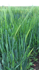 Hordeum distichon