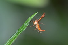 Xyroptila oenophanes