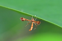 Xyroptila oenophanes
