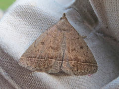 Zanclognatha jacchusalis