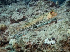 Dactyloptena orientalis