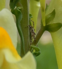 Araneae