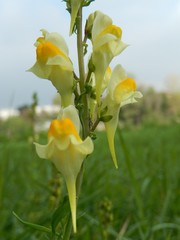Linaria vulgaris