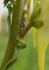 Araneae