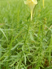 Linaria vulgaris
