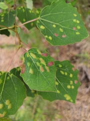 Aceria varia