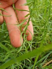 Linaria vulgaris
