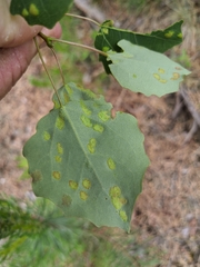Aceria varia