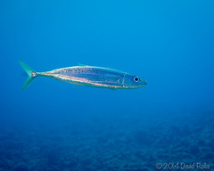 Decapterus macarellus