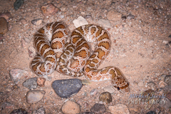Arizona elegans philipi