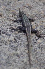 Platysaurus intermedius