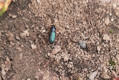 Harpalus