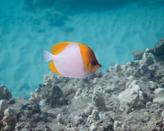 Hemitaurichthys polylepis