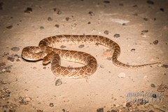 Arizona elegans philipi
