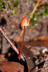 Mycena toyerlaricola