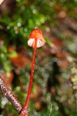 Mycena toyerlaricola