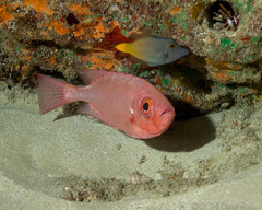 Heteropriacanthus carolinus