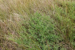 Fumaria muralis muralis