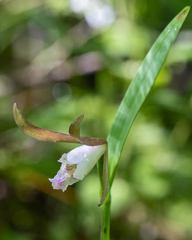 Cleistesiopsis bifaria