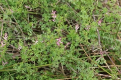 Fumaria muralis muralis