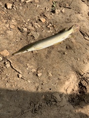 Lepisosteus platostomus