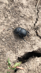 Lethrus apterus