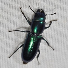 Temnoscheila acuta